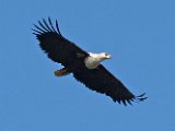 visarend2 (2)  Visarend - Fish Eagle